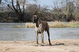 DOGUE ALLEMAND 173
